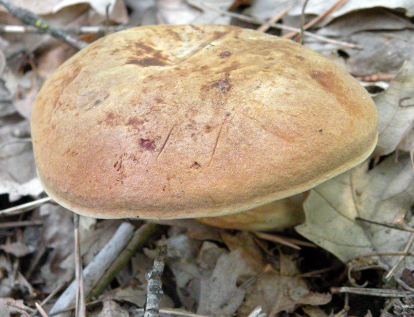 Tanto per cambiare... Xerocomus?